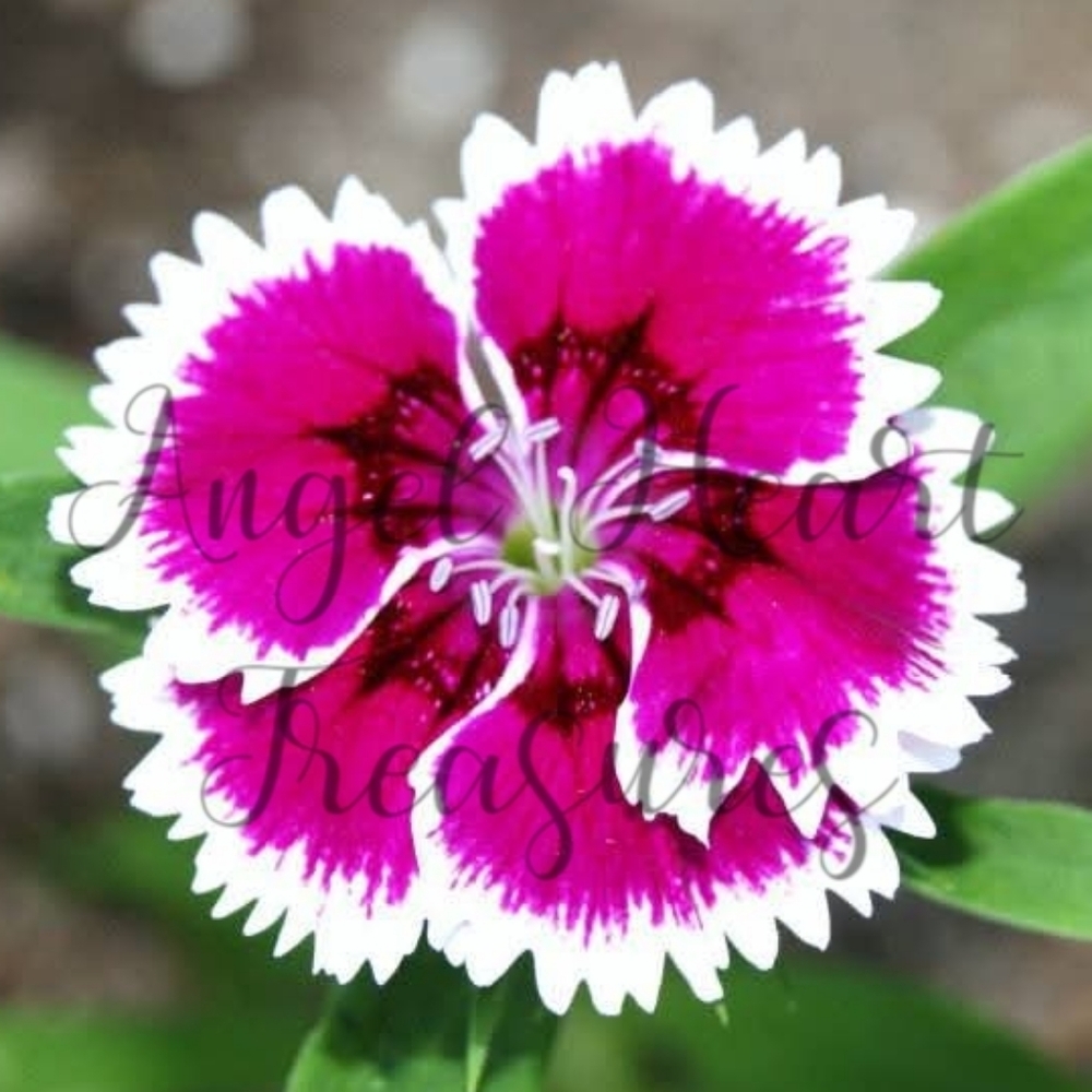 5x7 Original Nature Photography Of Hot Pink White & Black Dianthus Flowe…